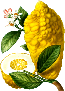 Citron (Citrus medica) from Traité des Arbres et Arbustes que l’on cultive en France en pleine terre (1801–1819) by Pierre-Joseph Redouté.