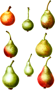 Pear, Pyrus communis from Traité des Arbres et Arbustes que l'on cultive en France en pleine terre (1801–1819) by Pierre-Joseph Redouté.