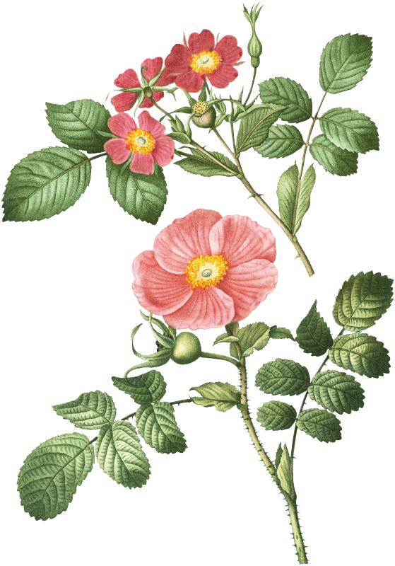 1. Redleaf rose (Rosa rubrifolia) 2. Japanese rose (Rosa kamtchatica) from Traité des Arbres et Arbustes que l’on cultive en France en pleine terre (1801–1819) by Pierre-Joseph Redouté.