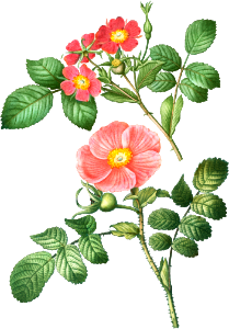 1. Redleaf rose (Rosa rubrifolia) 2. Japanese rose (Rosa kamtchatica) from Traité des Arbres et Arbustes que l’on cultive en France en pleine terre (1801–1819) by Pierre-Joseph Redouté.