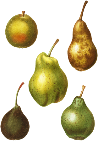 Pear, Pyrus communis from Traité des Arbres et Arbustes que l'on cultive en France en pleine terre (1801–1819) by Pierre-Joseph Redouté.
