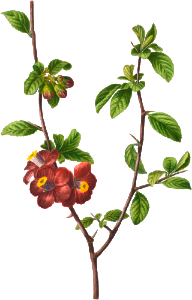 Flowering quince, Cydonia Lagenaria from Traité des Arbres et Arbustes que l'on cultive en France en pleine terre (1801–1819) by Pierre-Joseph Redouté.