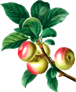 Apple (Malus communis) from Traité des Arbres et Arbustes que l’on cultive en France en pleine terre (1801–1819) by Pierre-Joseph Redouté.