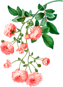 Rambler Rose (Rosa multiflora) from Traité des Arbres et Arbustes que l’on cultive en France en pleine terre (1801–1819) by Pierre-Joseph Redouté.