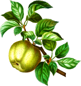 Apple (Malus communis) from Traité des Arbres et Arbustes que l’on cultive en France en pleine terre (1801–1819) by Pierre-Joseph Redouté.