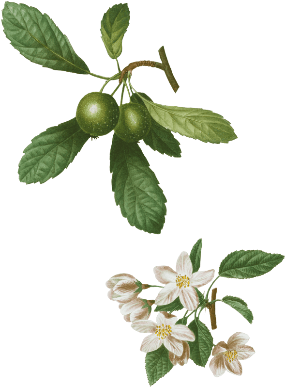 1. Southern crabapple, Malus sempervirens 2. Siberian crabapple, Malus baccata from Traité des Arbres et Arbustes que l'on cultive en France en pleine terre (1801–1819) by Pierre-Joseph Redouté.