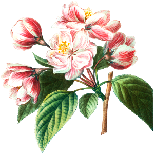 1. Flowering crabapple (Malus hybrida) 2. Chinese flowering apple (Malus spectabilis) from Traité des Arbres et Arbustes que l’on cultive en France en pleine terre (1801–1819) by Pierre-Joseph Redouté.