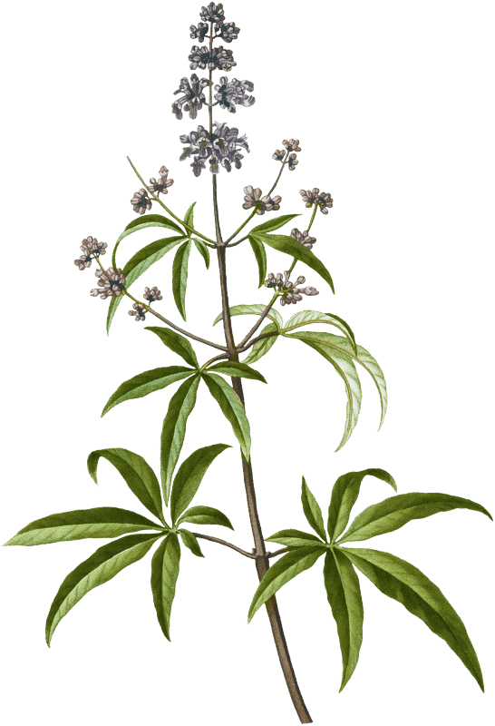 Chaste tree, Vitex agnus-castus from Traité des Arbres et Arbustes que l'on cultive en France en pleine terre (1801–1819) by Pierre-Joseph Redouté.