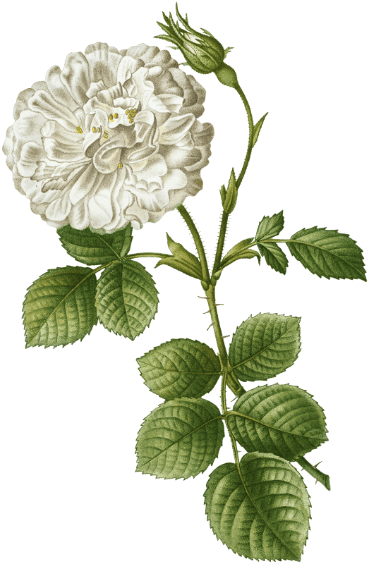 1. White rose of York, Rosa alba 2. Burnet rose, Rosa pimpinellifolia from Traité des Arbres et Arbustes que l'on cultive en France en pleine terre (1801–1819) by Pierre-Joseph Redouté.