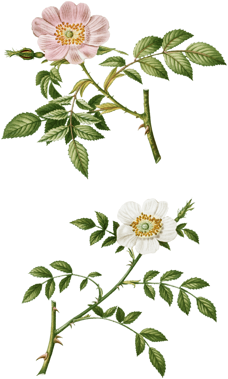 1. Dog rose, Rosa canina 2. Wild rose, Rosa sepium from Traité des Arbres et Arbustes que l'on cultive en France en pleine terre (1801–1819) by Pierre-Joseph Redouté.