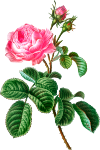 Cabbage rose (Rosa centifolia) from Traité des Arbres et Arbustes que l’on cultive en France en pleine terre (1801–1819) by Pierre-Joseph Redouté.