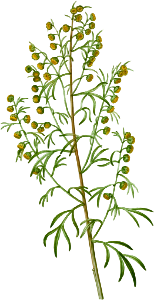 Madeira wormwood, Artemisia argentea from Traité des Arbres et Arbustes que l'on cultive en France en pleine terre (1801–1819) by Pierre-Joseph Redouté.