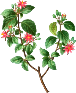 Crossberry (Grewia occidentalis) from Traité des Arbres et Arbustes que l’on cultive en France en pleine terre (1801–1819) by Pierre-Joseph Redouté.