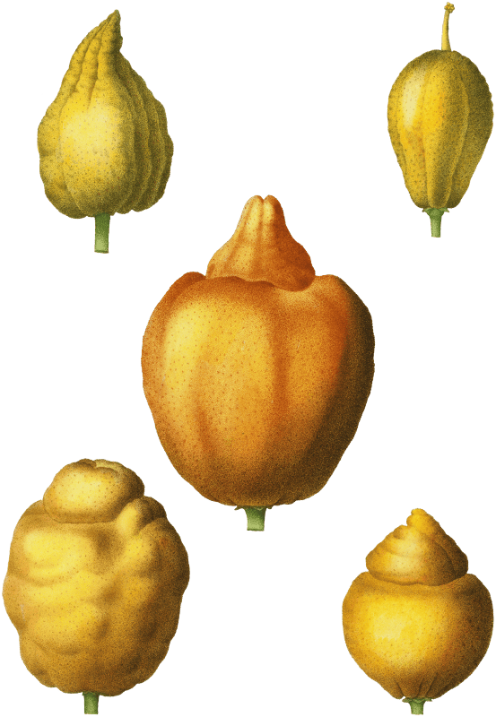 Various shapes of citrus, Citrus from Traité des Arbres et Arbustes que l'on cultive en France en pleine terre (1801–1819) by Pierre-Joseph Redouté.