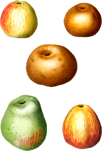 Apple, Malus communis from Traité des Arbres et Arbustes que l'on cultive en France en pleine terre (1801–1819) by Pierre-Joseph Redouté.