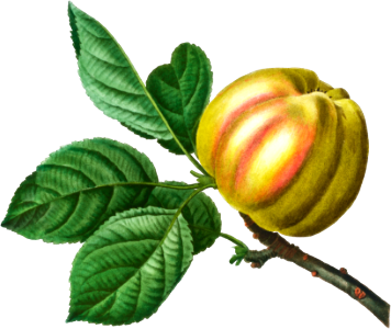 Apple, Malus communis from Traité des Arbres et Arbustes que l'on cultive en France en pleine terre (1801–1819) by Pierre-Joseph Redouté.