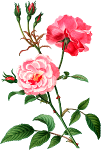 Ever-blowing rose (Rosa semperflorens) from Traité des Arbres et Arbustes que l’on cultive en France en pleine terre (1801–1819) by Pierre-Joseph Redouté.