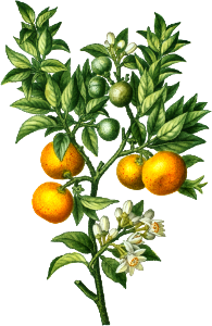 Bitter sweet oranges on a branch (Citrus Bigaradia Sinensis) from Traité des Arbres et Arbustes que l’on cultive en France en pleine terre (1801–1819) by Pierre-Joseph Redouté.