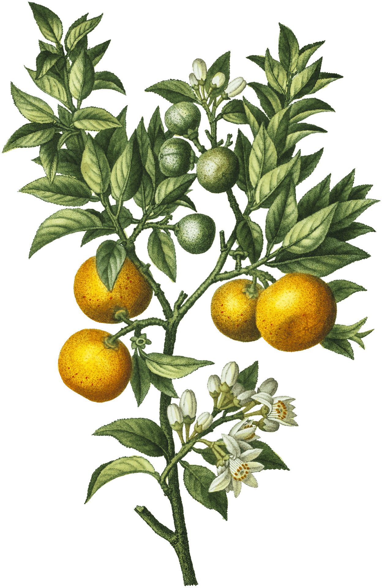 Citrus bigaradia hotsell