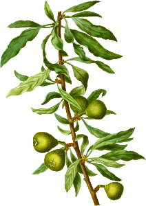 Willow-leaved pear, Pyrus salicifolia from Traité des Arbres et Arbustes que l'on cultive en France en pleine terre (1801–1819) by Pierre-Joseph Redouté.
