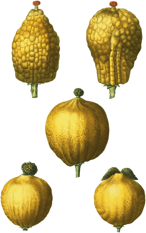 1, 2. Citron, Citrus medica 3, 4, 5. Lemon, Citrus limonium from Traité des Arbres et Arbustes que l'on cultive en France en pleine terre (1801–1819) by Pierre-Joseph Redouté.