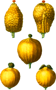 1, 2. Citron, Citrus medica 3, 4, 5. Lemon, Citrus limonium from Traité des Arbres et Arbustes que l'on cultive en France en pleine terre (1801–1819) by Pierre-Joseph Redouté.