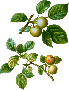 European crabapple, Malus communis sylvestris from Traité des Arbres et Arbustes que l'on cultive en France en pleine terre (1801–1819) by Pierre-Joseph Redouté.