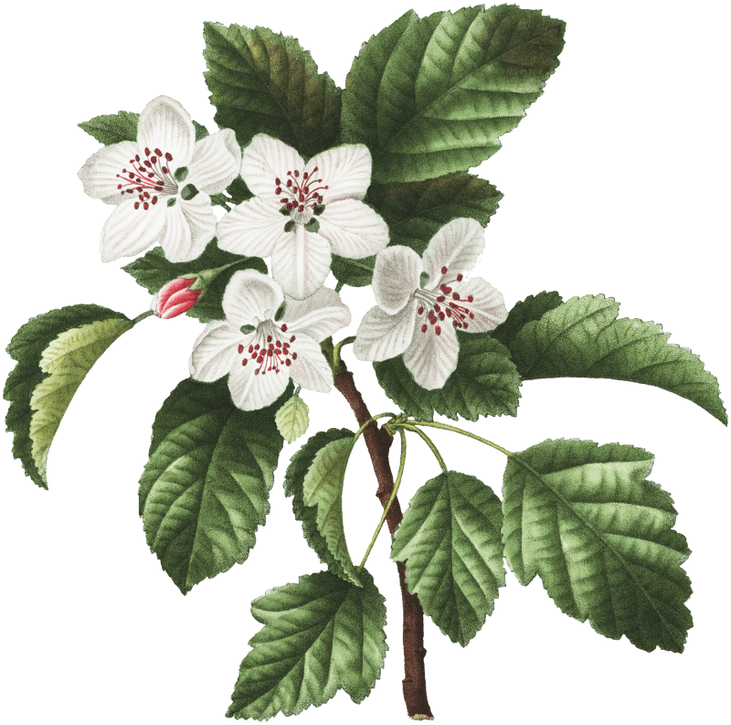 1. Sweet crabapple (Malus coronaria) 2. Apple (Malus dioica) from Traité des Arbres et Arbustes que l’on cultive en France en pleine terre (1801–1819) by Pierre-Joseph Redouté.