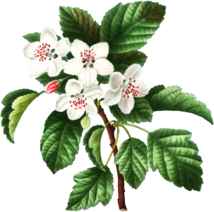 1. Sweet crabapple (Malus coronaria) 2. Apple (Malus dioica) from Traité des Arbres et Arbustes que l’on cultive en France en pleine terre (1801–1819) by Pierre-Joseph Redouté.