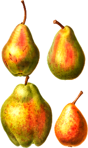 4 more varities of pears (Poirier commun) from Traité des Arbres et Arbustes que l’on cultive en France en pleine terre (1801–1819) by Pierre-Joseph Redouté.