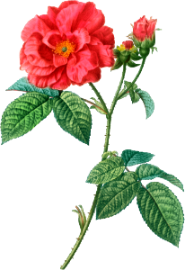 French rose (Rosa gallica) from Traité des Arbres et Arbustes que l’on cultive en France en pleine terre (1801–1819) by Pierre-Joseph Redouté.