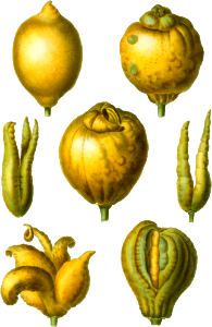 Lemon, Citrus limonium from Traité des Arbres et Arbustes que l'on cultive en France en pleine terre (1801–1819) by Pierre-Joseph Redouté.