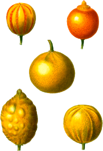 5 types of bitter orange, sweet lemon, and sweet lime, Citrus from Traité des Arbres et Arbustes que l'on cultive en France en pleine terre (1801–1819) by Pierre-Joseph Redouté.