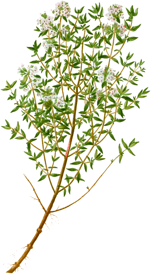 Garden thyme, Thymus vulgaris from Traité des Arbres et Arbustes que l'on cultive en France en pleine terre (1801–1819) by Pierre-Joseph Redouté.