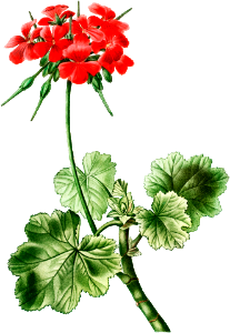 Scarlet geranium (Geranium inquinans) from Traité des Arbres et Arbustes que l’on cultive en France en pleine terre (1801–1819) by Pierre-Joseph Redouté.