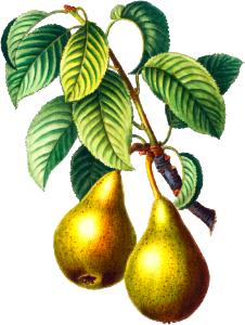 Pears with leaves (Poirier commun) from Traité des Arbres et Arbustes que l’on cultive en France en pleine terre (1801–1819) by Pierre-Joseph Redouté.