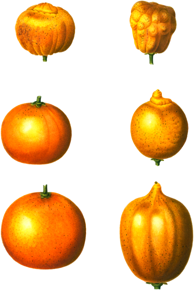 6 types of oranges, Citrus from Traité des Arbres et Arbustes que l'on cultive en France en pleine terre (1801–1819) by Pierre-Joseph Redouté.