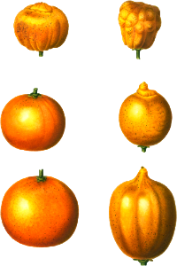 6 types of oranges, Citrus from Traité des Arbres et Arbustes que l'on cultive en France en pleine terre (1801–1819) by Pierre-Joseph Redouté.