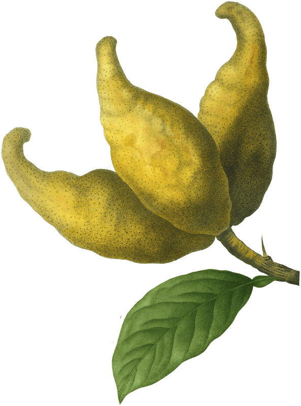 Cluster of lemons, Limonium racemosum from Traité des Arbres et Arbustes que l'on cultive en France en pleine terre (1801–1819) by Pierre-Joseph Redouté.