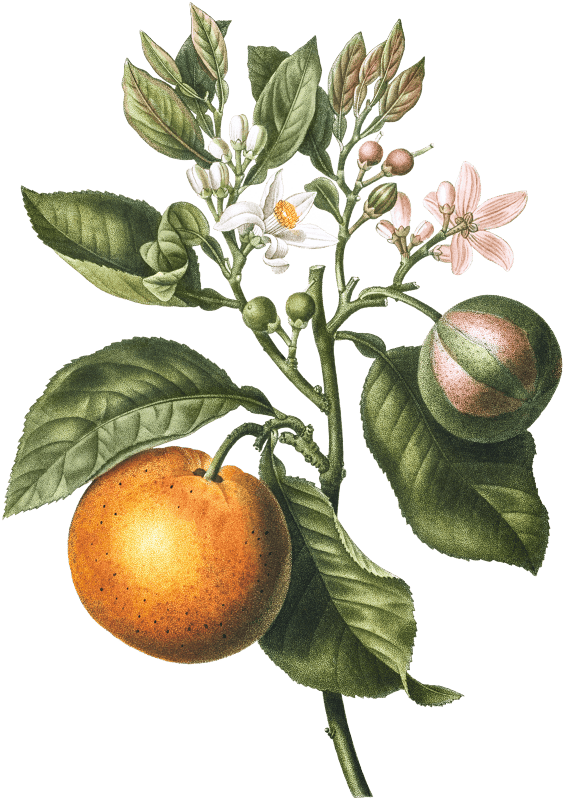 Bitter orange (Citrus Bigaradia violacea) from Traité des Arbres et Arbustes que l’on cultive en France en pleine terre (1801–1819) by Pierre-Joseph Redouté.