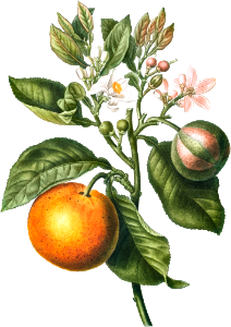 Bitter orange (Citrus Bigaradia violacea) from Traité des Arbres et Arbustes que l’on cultive en France en pleine terre (1801–1819) by Pierre-Joseph Redouté.