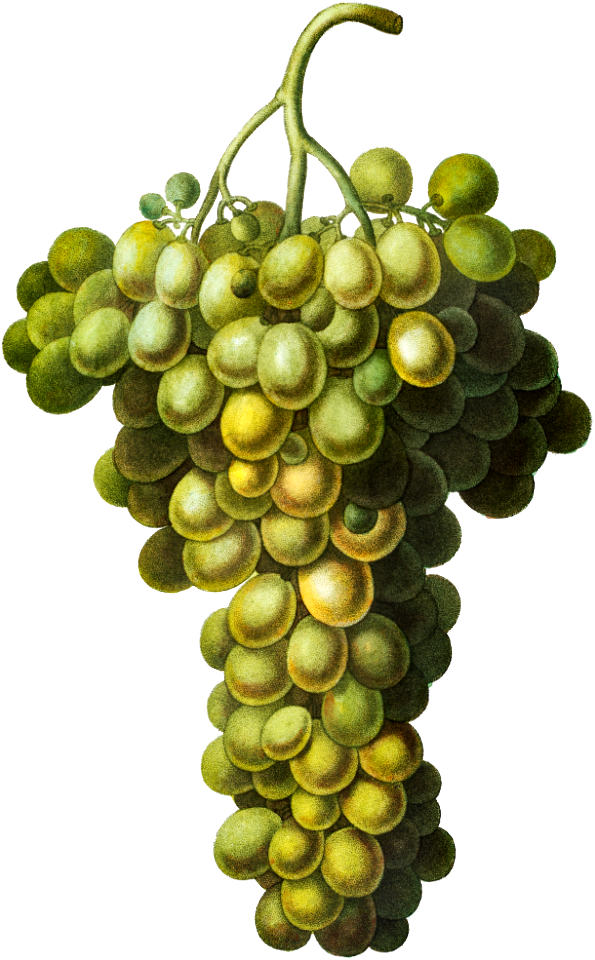 Vitis vinifera (Muscat blanc) from Traité des Arbres et Arbustes que l’on cultive en France en pleine terre (1801–1819) by Pierre-Joseph Redouté.