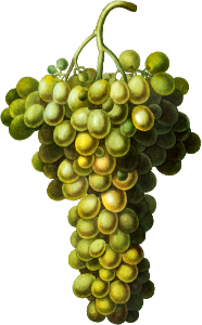 Vitis vinifera (Muscat blanc) from Traité des Arbres et Arbustes que l’on cultive en France en pleine terre (1801–1819) by Pierre-Joseph Redouté.
