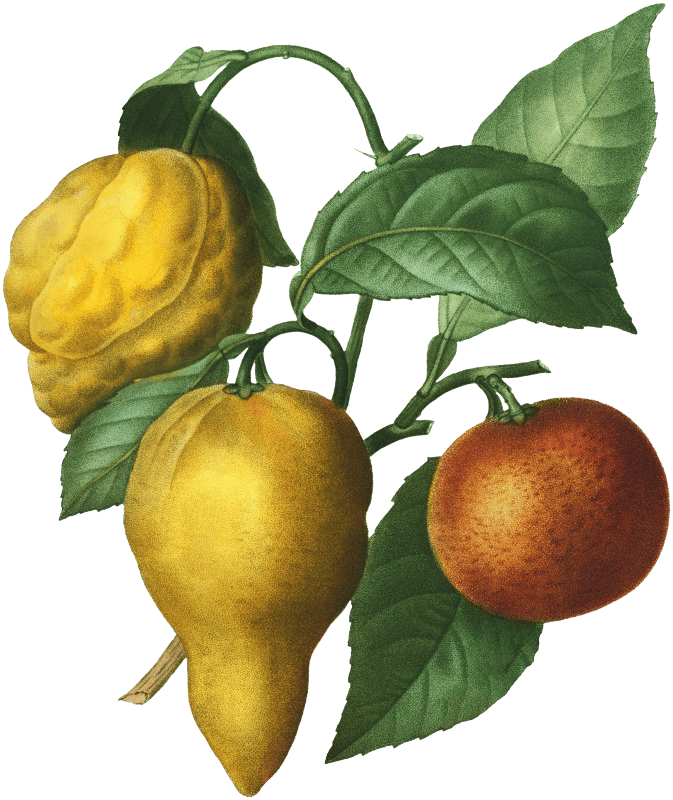 Bitter orange, Citrus bigaradia bizarro from Traité des Arbres et Arbustes que l'on cultive en France en pleine terre (1801–1819) by Pierre-Joseph Redouté.