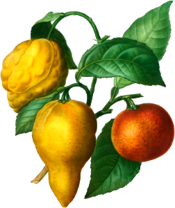 Bitter orange, Citrus bigaradia bizarro from Traité des Arbres et Arbustes que l'on cultive en France en pleine terre (1801–1819) by Pierre-Joseph Redouté.