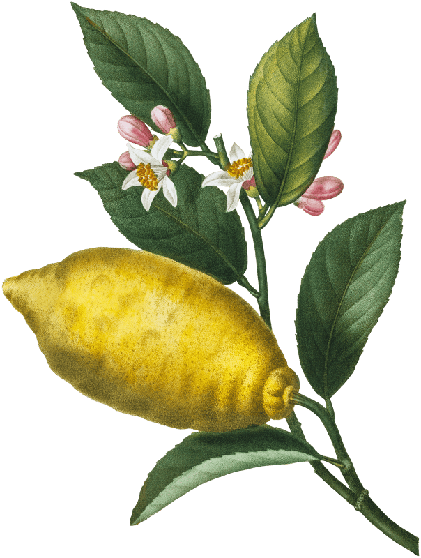 An enlarged version of lemon with leaves and a half-cul lemon (Citrus limonium) from Traité des Arbres et Arbustes que l’on cultive en France en pleine terre (1801–1819) by Pierre-Joseph Redouté.