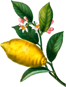 An enlarged version of lemon with leaves and a half-cul lemon (Citrus limonium) from Traité des Arbres et Arbustes que l’on cultive en France en pleine terre (1801–1819) by Pierre-Joseph Redouté.