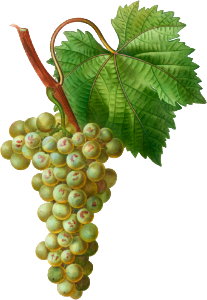 Grape vine, Vitis vinifera from Traité des Arbres et Arbustes que l'on cultive en France en pleine terre (1801–1819) by Pierre-Joseph Redouté.