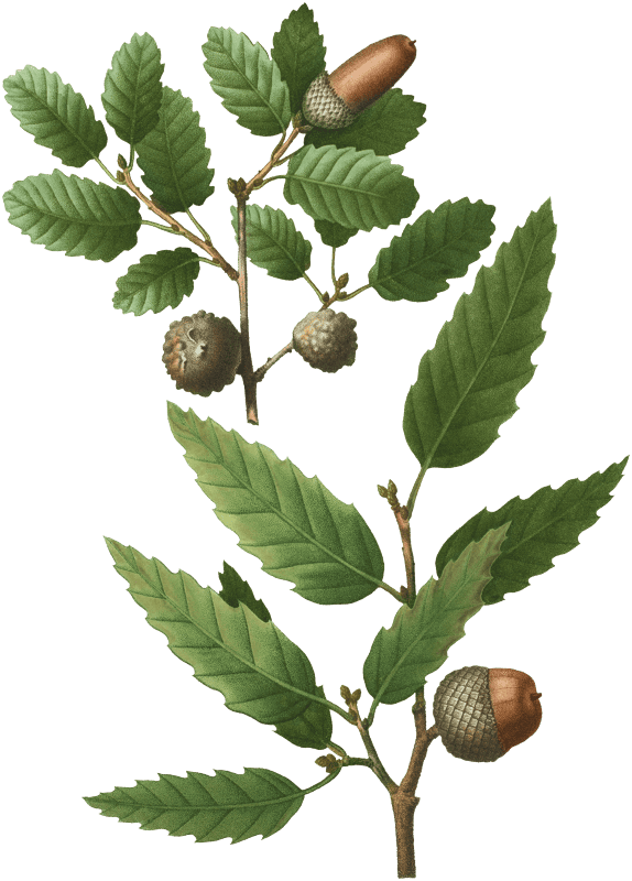 1. Aleppo oak, Quercus infectoria 2. Lebanon oak, Quercus Libani from Traité des Arbres et Arbustes que l'on cultive en France en pleine terre (1801–1819) by Pierre-Joseph Redouté.