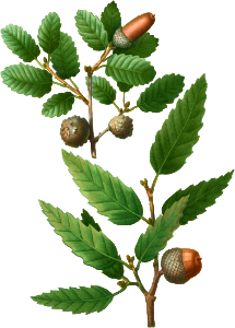 1. Aleppo oak, Quercus infectoria 2. Lebanon oak, Quercus Libani from Traité des Arbres et Arbustes que l'on cultive en France en pleine terre (1801–1819) by Pierre-Joseph Redouté.